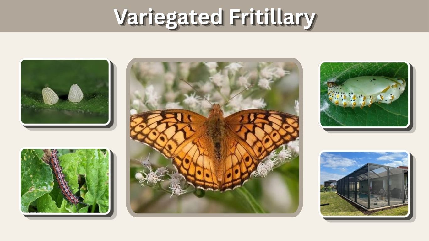 Variegated Fritillary: Caterpillar, Chrysalis and Care Guide