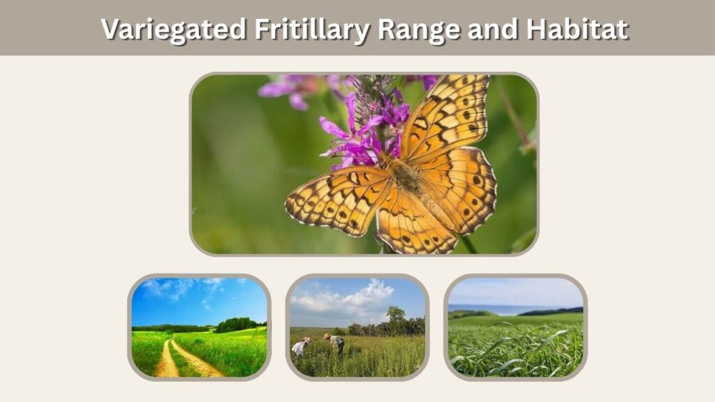 Variegated Fritillary Range and Habitat