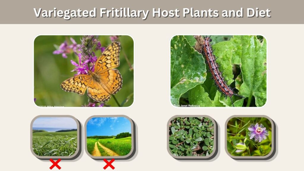 Variegated Fritillary Host Plants and Diet