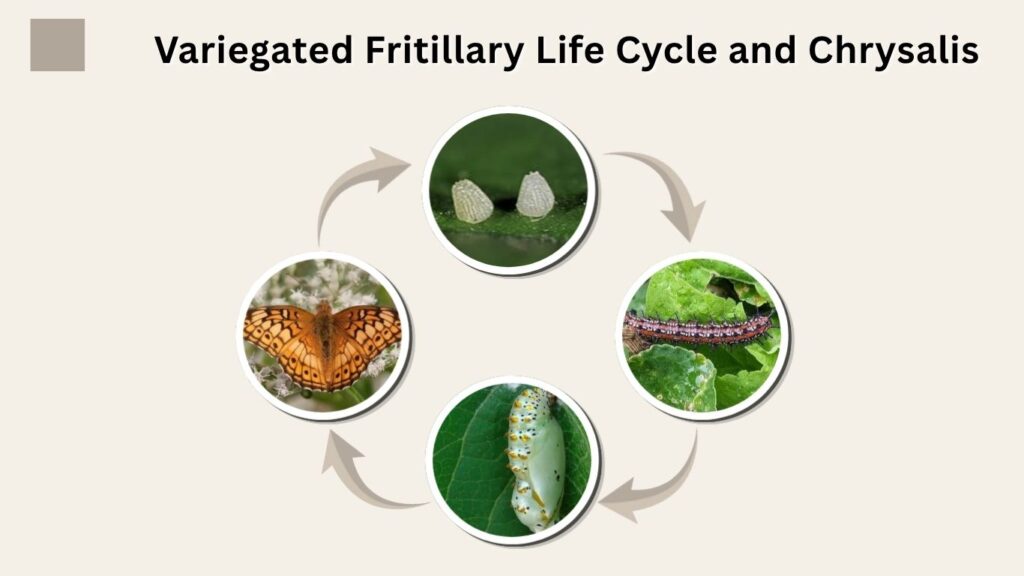 Variegated Fritillary Life Cycle and Chrysalis