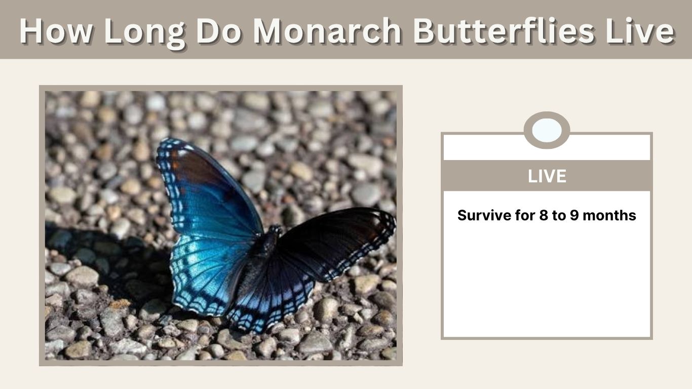 How Long Do Monarch Butterflies Live? Life Cycle & Lifespan