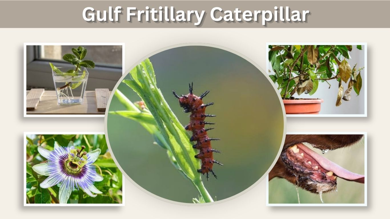 Gulf Fritillary Caterpillar: Is It Poisonous or Safe?