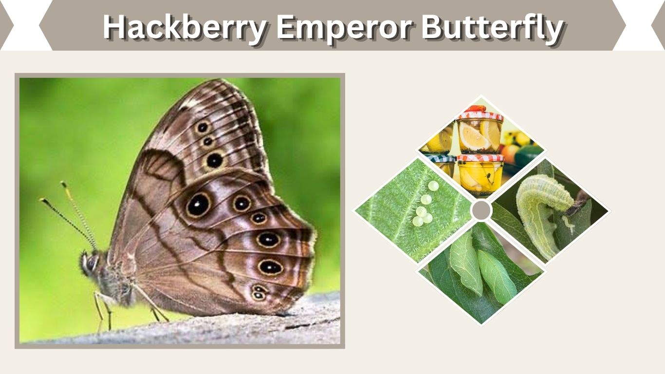 Hackberry Emperor Butterfly: Caterpillar, Life Cycle & Facts