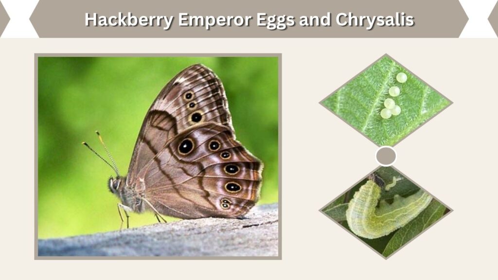 Hackberry Emperor Eggs and Chrysalis