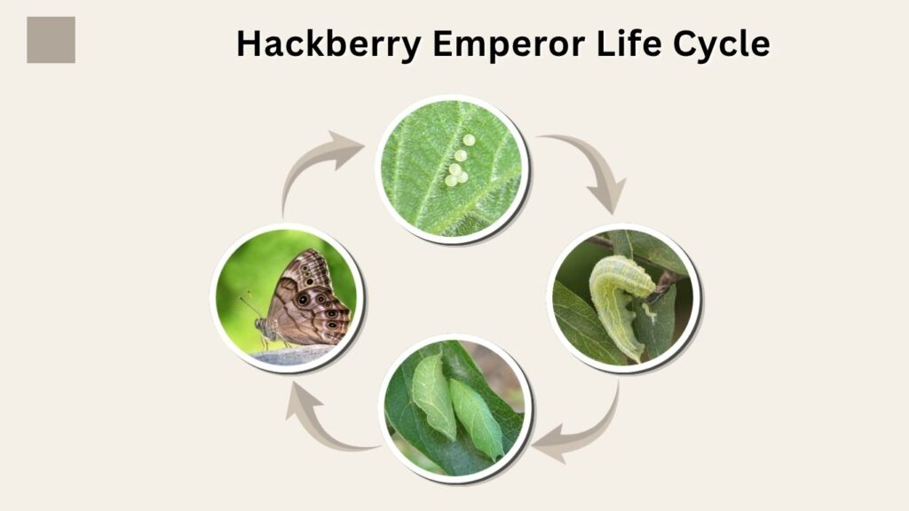 Hackberry Emperor Life Cycle