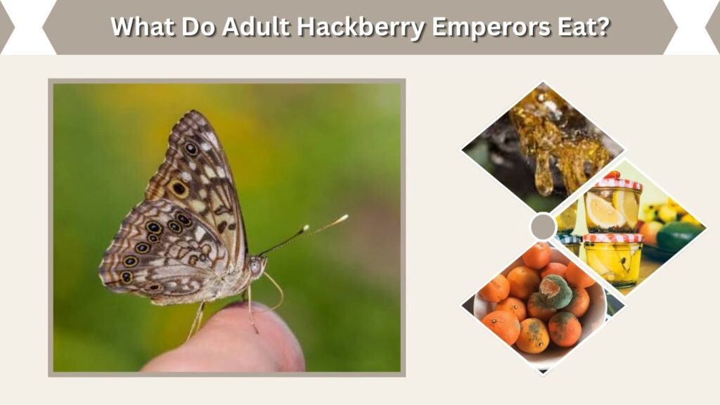 What Do Adult Hackberry Emperors Eat?