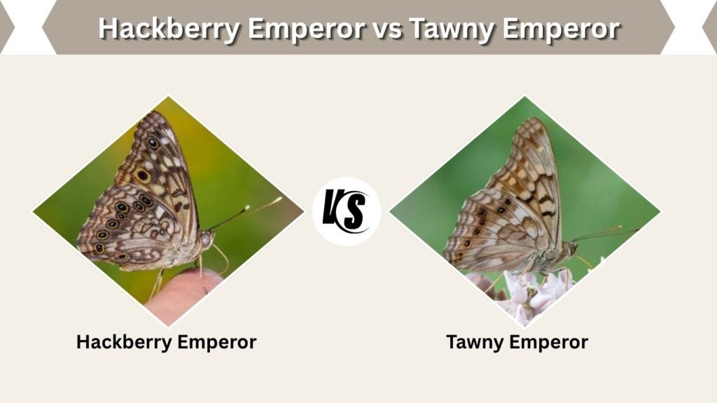 Hackberry Emperor vs Tawny Emperor
