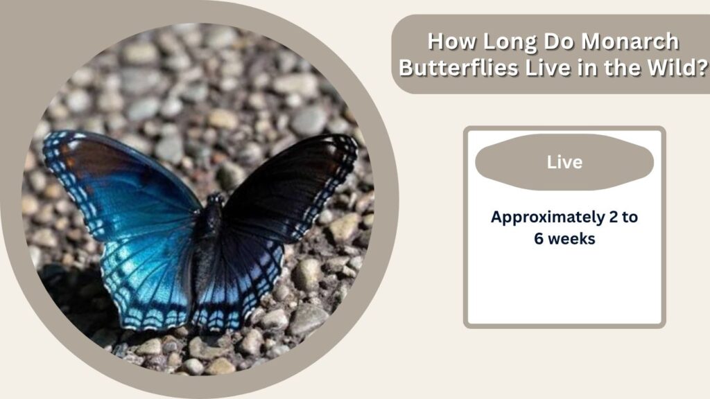 How Long Do Monarch Butterflies Live in the Wild?