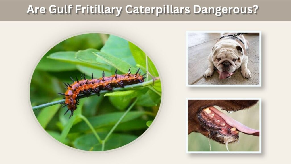 Are Gulf Fritillary Caterpillars Dangerous?