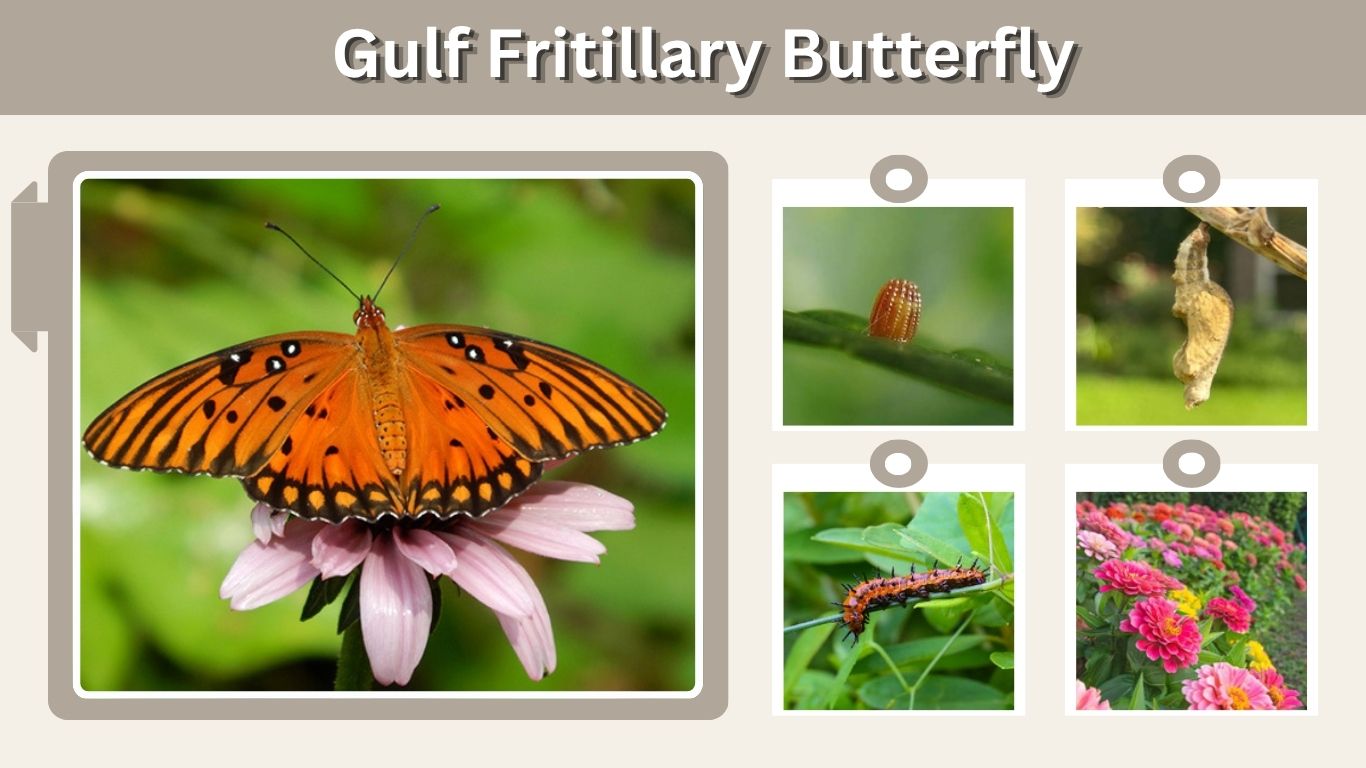 Gulf Fritillary Butterfly: Life Cycle, Diet and Facts