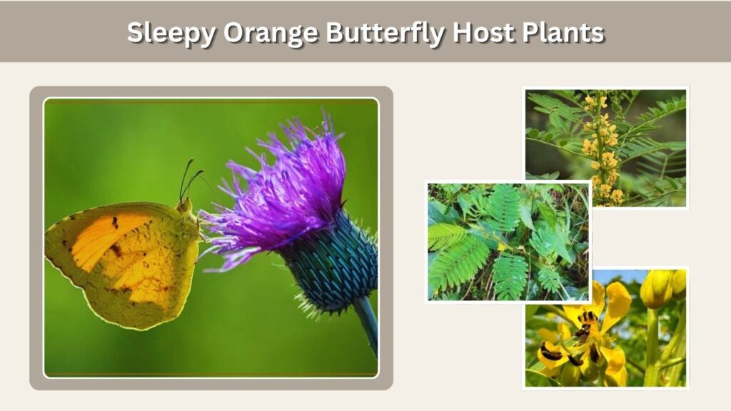 Sleepy Orange Butterfly Host Plants