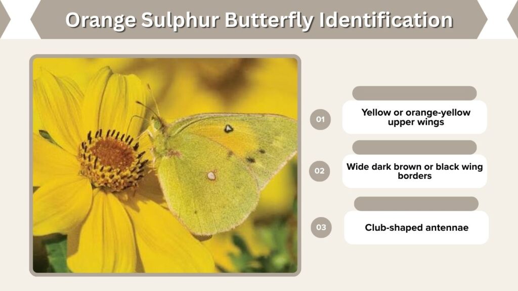 Orange Sulphur Butterfly Identification