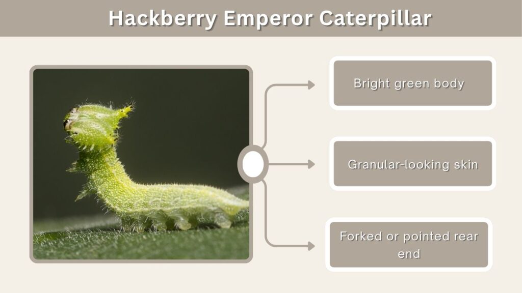 Hackberry Emperor Caterpillar