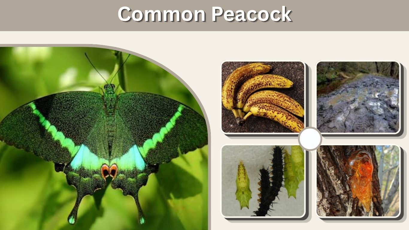 Common Peacock: Identification, Habitat and Life Cycle