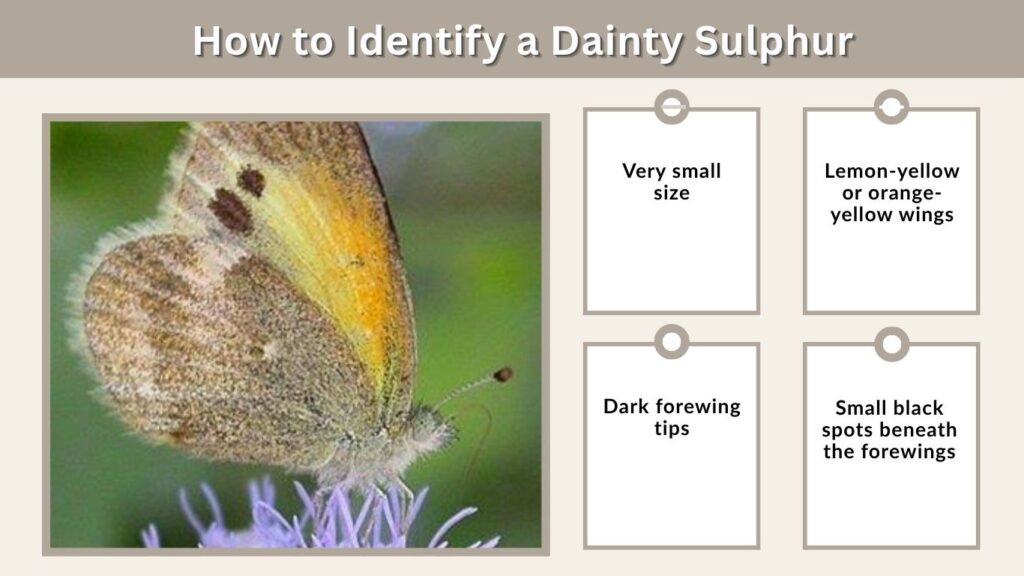 How to Identify a Dainty Sulphur