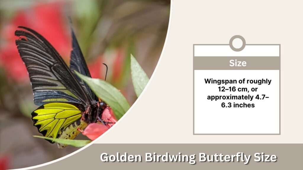 Golden Birdwing Butterfly: Size, Caterpillar & Facts