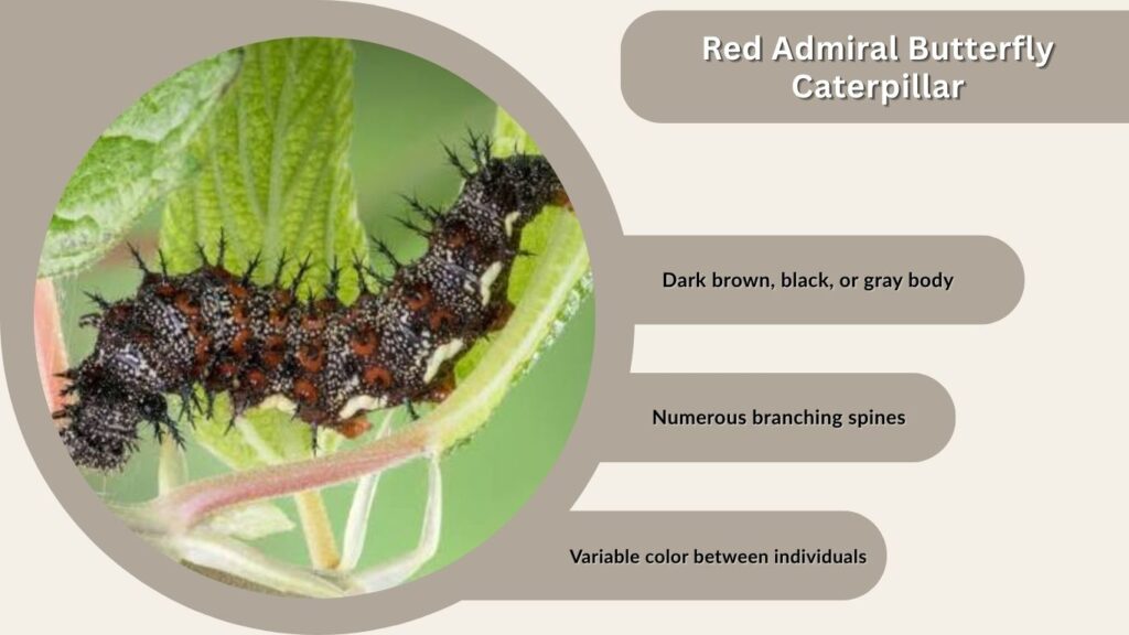 Red Admiral Butterfly Caterpillar