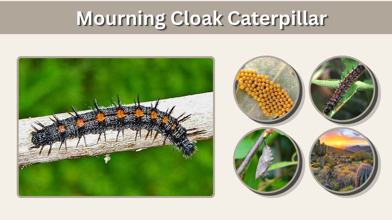 Mourning Cloak Caterpillar: Identification, Diet & Safety