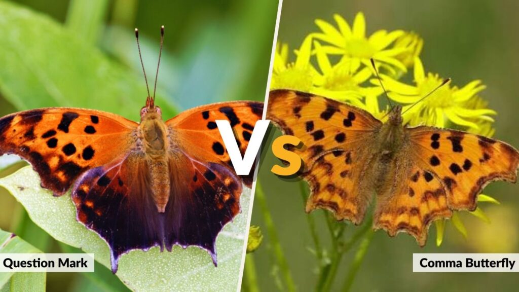 Question Mark vs. Comma Butterfly