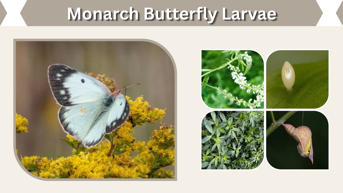 Clouded Sulphur Butterfly: Identification, Life Cycle & Facts