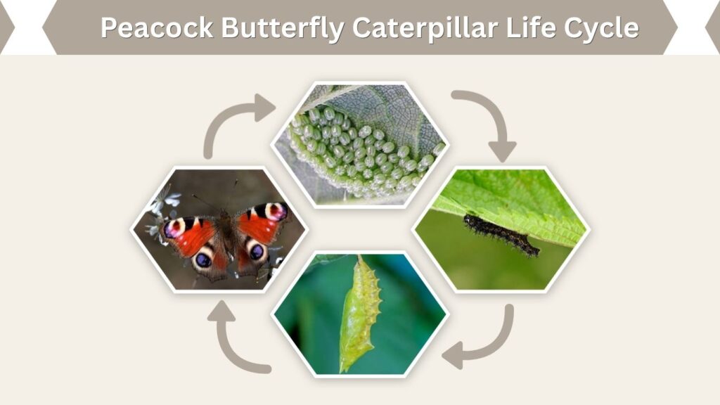 Peacock Butterfly Caterpillar Life Cycle