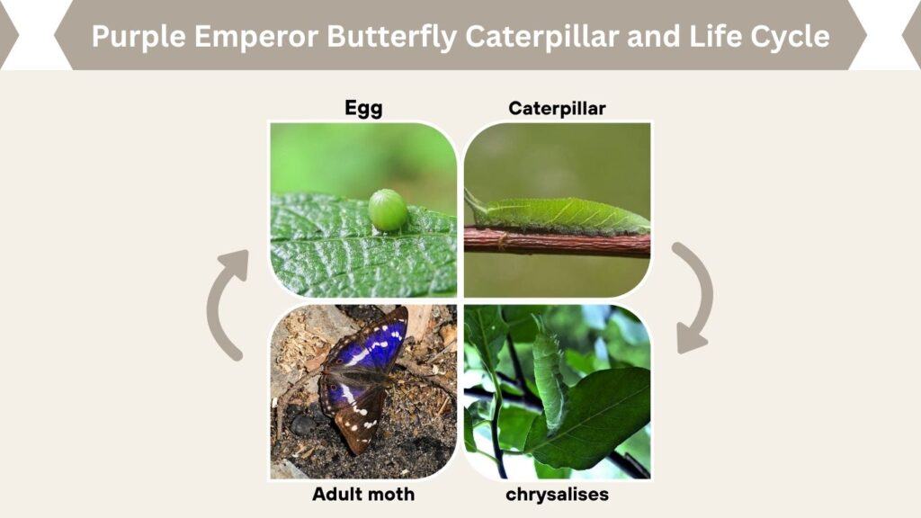 Purple Emperor Butterfly Caterpillar and Life Cycle