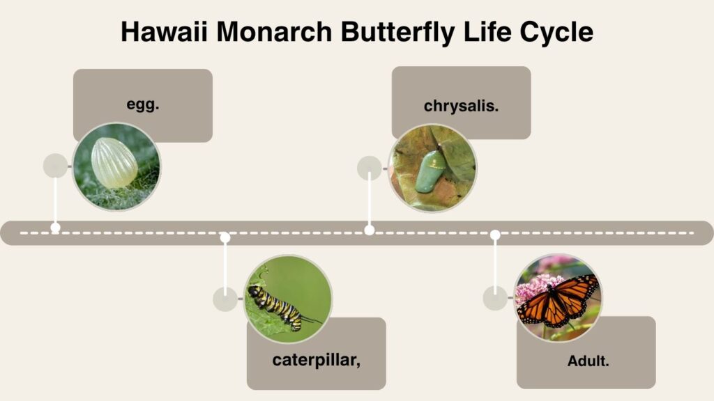 Hawaii Monarch Butterfly Life Cycle