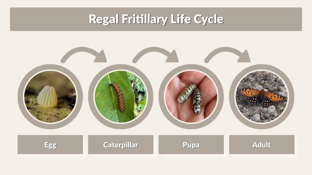 Regal Fritillary Life Cycle