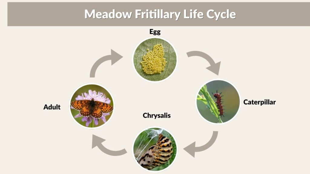 Meadow Fritillary Life Cycle