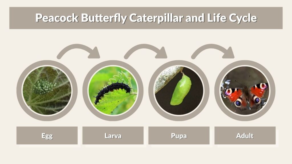 Peacock Butterfly Caterpillar and Life Cycle