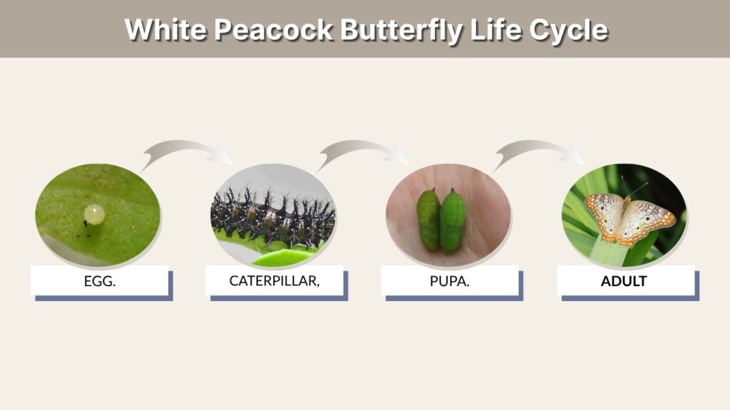 White Peacock Butterfly Life Cycle