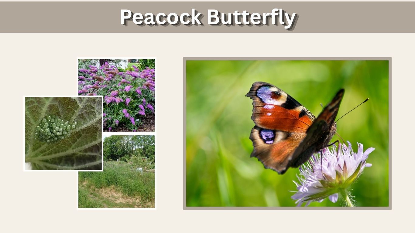 Peacock Butterfly: Identification, Habitat, Life Cycle & Facts