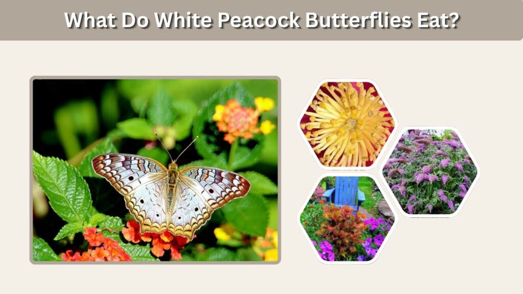 What Do White Peacock Butterflies Eat?