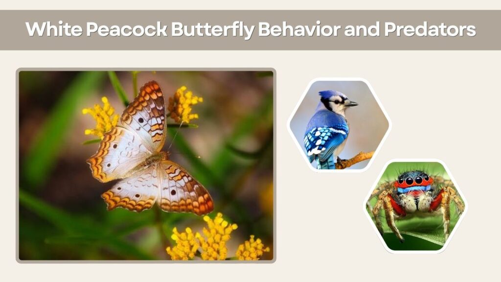 White Peacock Butterfly Behavior and Predators