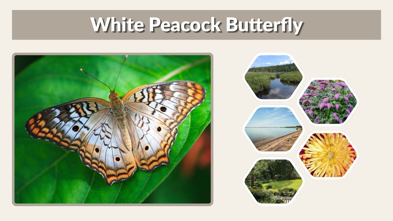 White Peacock Butterfly: Habitat, Diet and Life Cycle