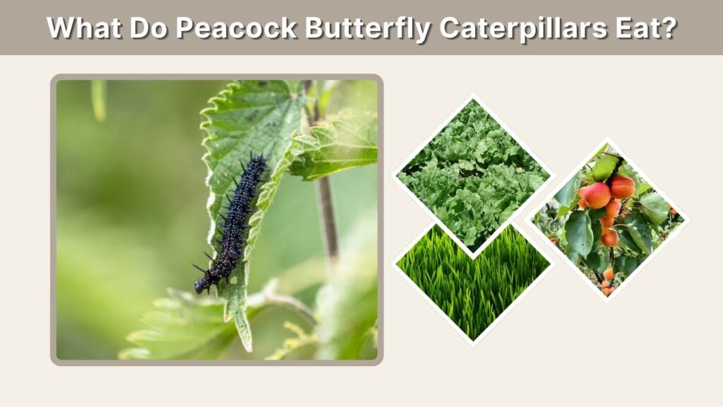 What Do Peacock Butterfly Caterpillars Eat?