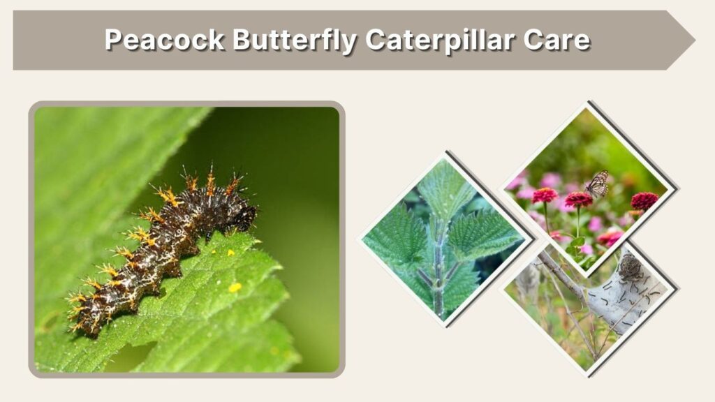 Peacock Butterfly Caterpillar Care