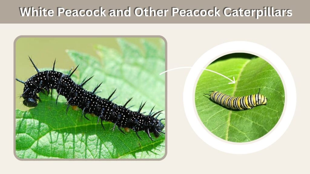 White Peacock and Other Peacock Caterpillars