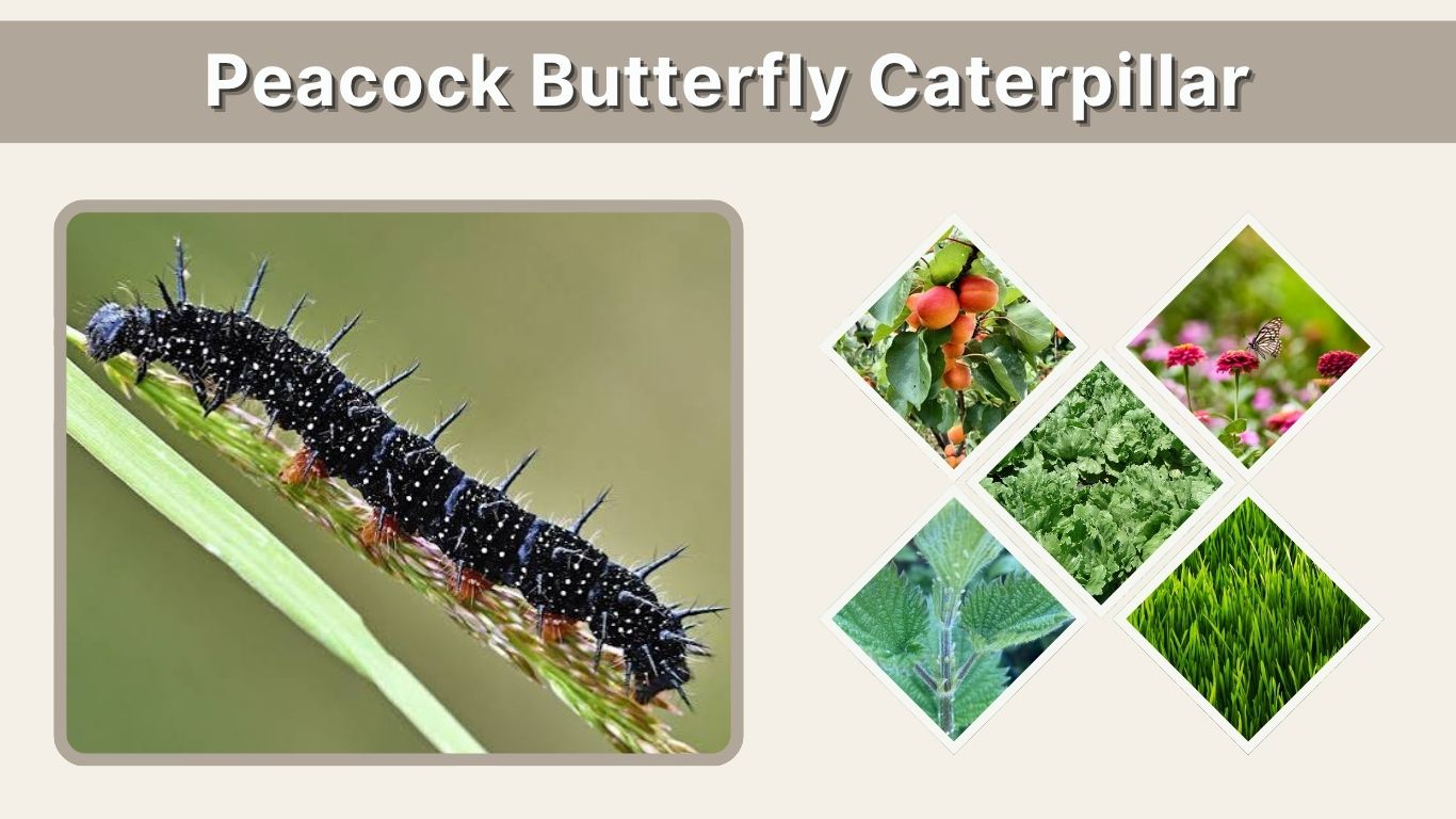 Peacock Butterfly Caterpillar: Food, Life Cycle & Care Guide