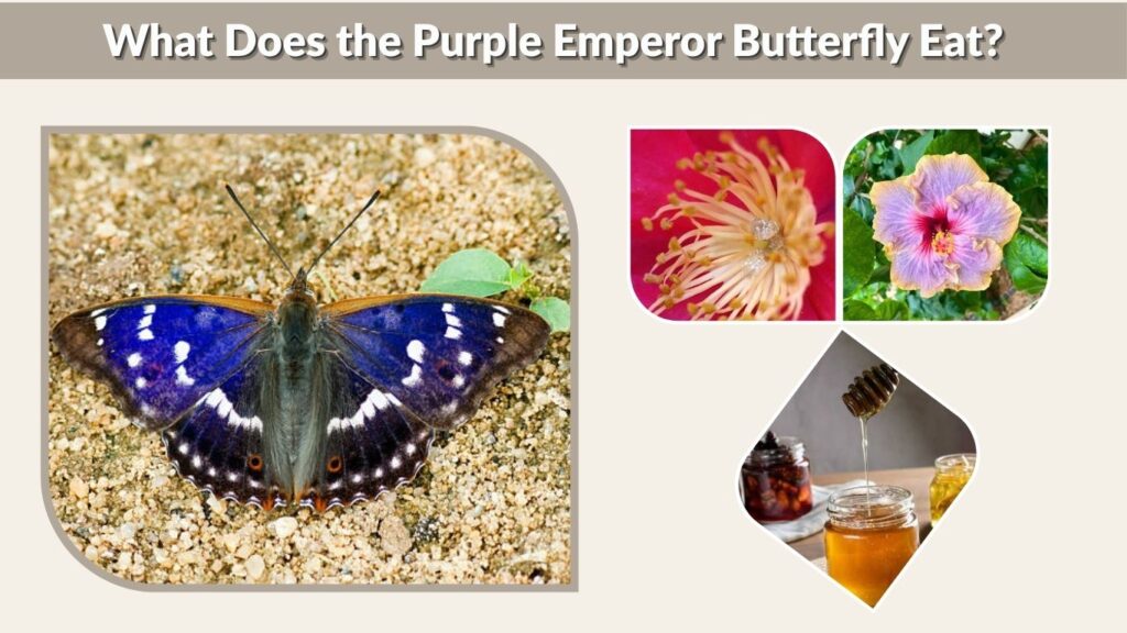What Does the Purple Emperor Butterfly Eat?