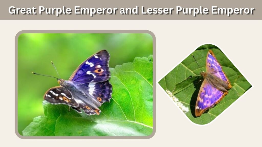 Great Purple Emperor and Lesser Purple Emperor