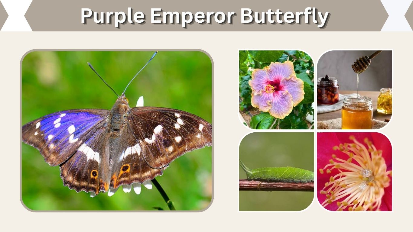 Purple Emperor Butterfly: Habitat, Diet and Life Cycle