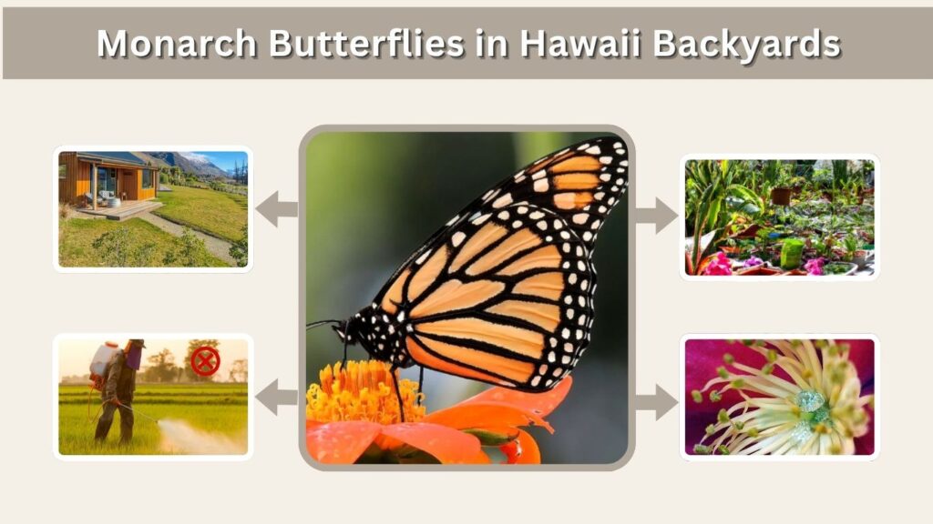 Monarch Butterflies in Hawaii Backyards