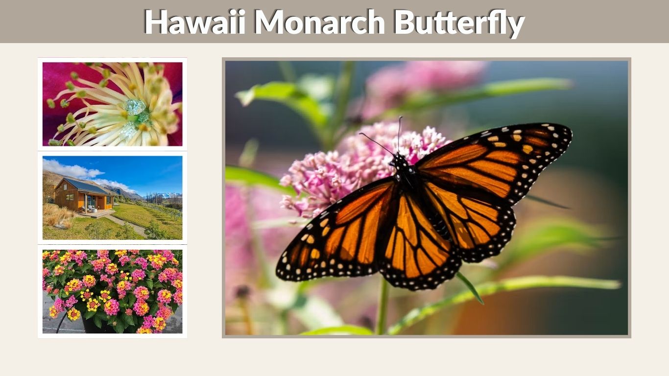 Hawaii Monarch Butterfly: Life Cycle, Diet and Migration