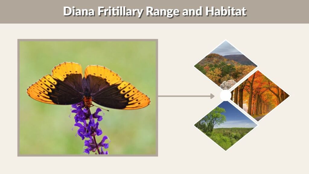 Diana Fritillary Range and Habitat