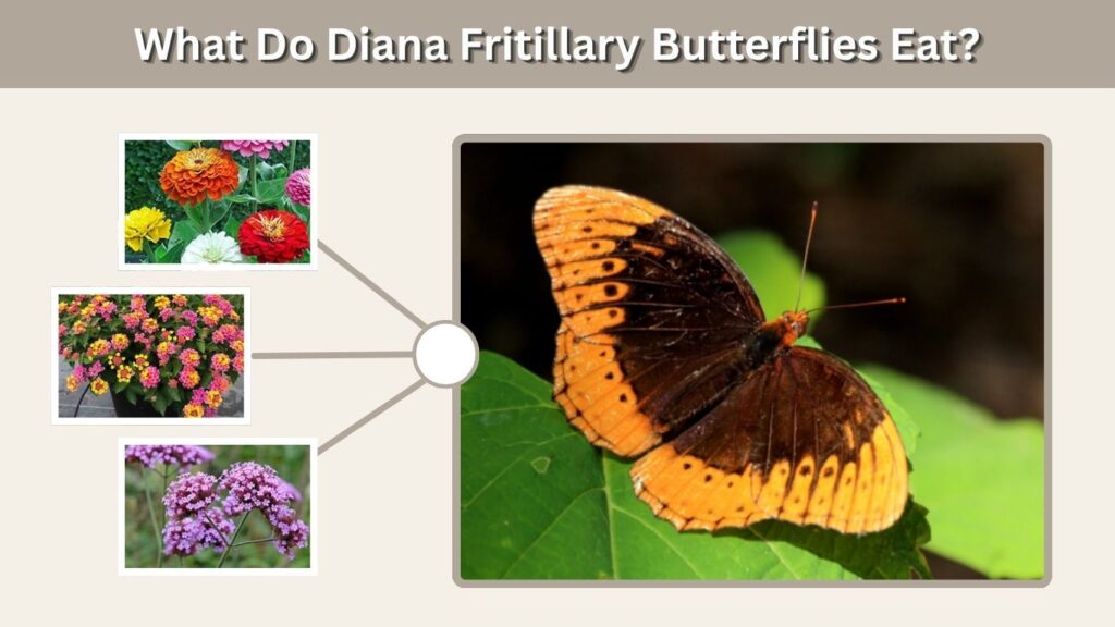 What Do Diana Fritillary Butterflies Eat?