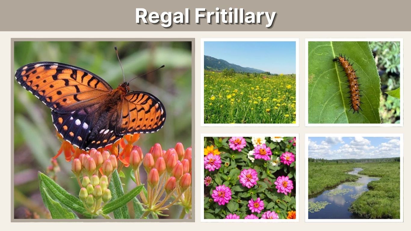 Regal Fritillary: Habitat, Caterpillar, Range & Facts