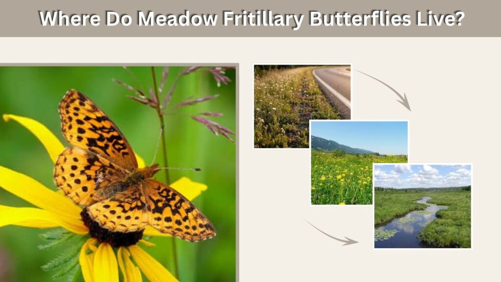 Where Do Meadow Fritillary Butterflies Live?