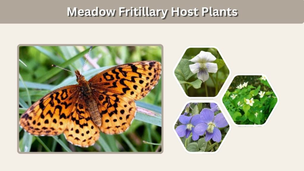 Meadow Fritillary Host Plants