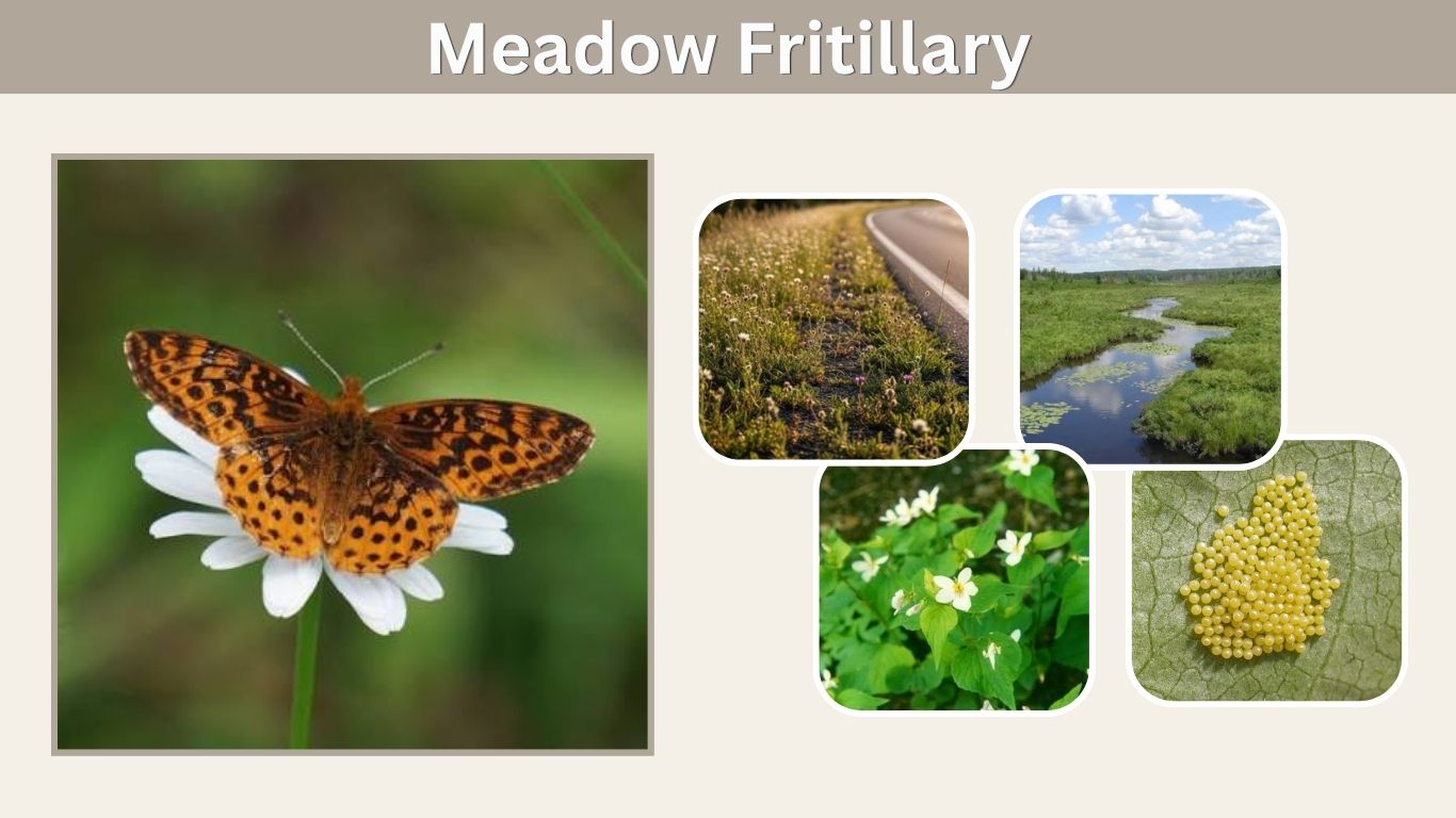 Meadow Fritillary: Habitat, Caterpillar, Range & Facts